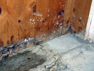 Madison Heights's Choice for Mold Removal - MJM Property Restoration - mold1