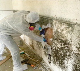 Mold Remediation Company in Warren Michigan - mold2